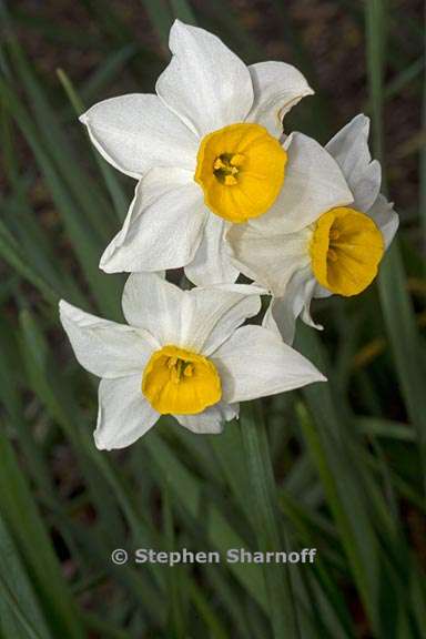 narcissus tazetta var orientalis 1 graphic